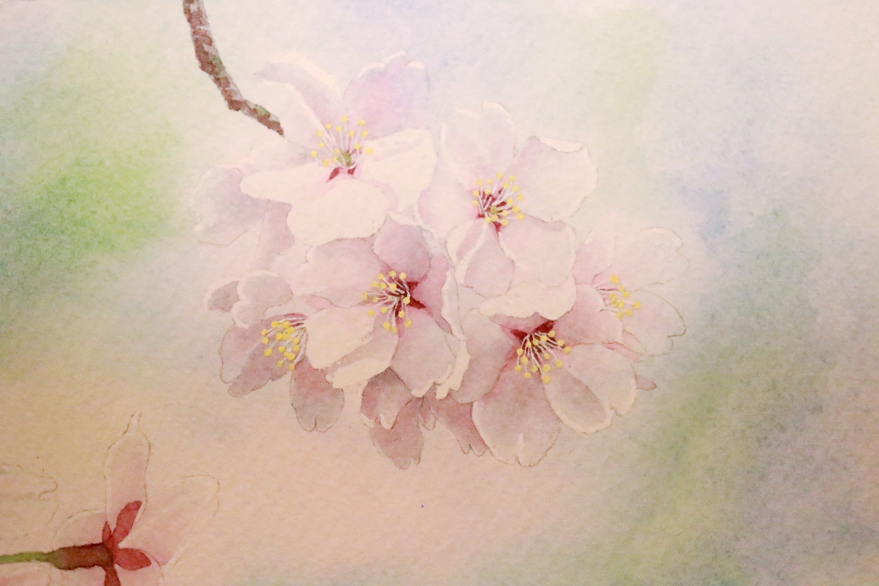 cherryさま専用5月（原画）春風の希望 ほか　6点おまとめ 原画☆桜 35.8×26.6cm – 植物家族