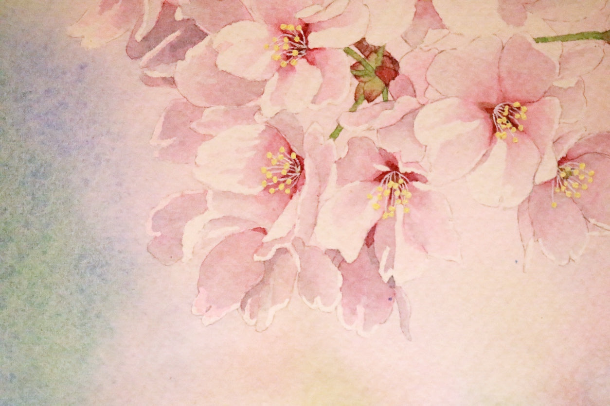 原画★桜　35.8×26.6cm