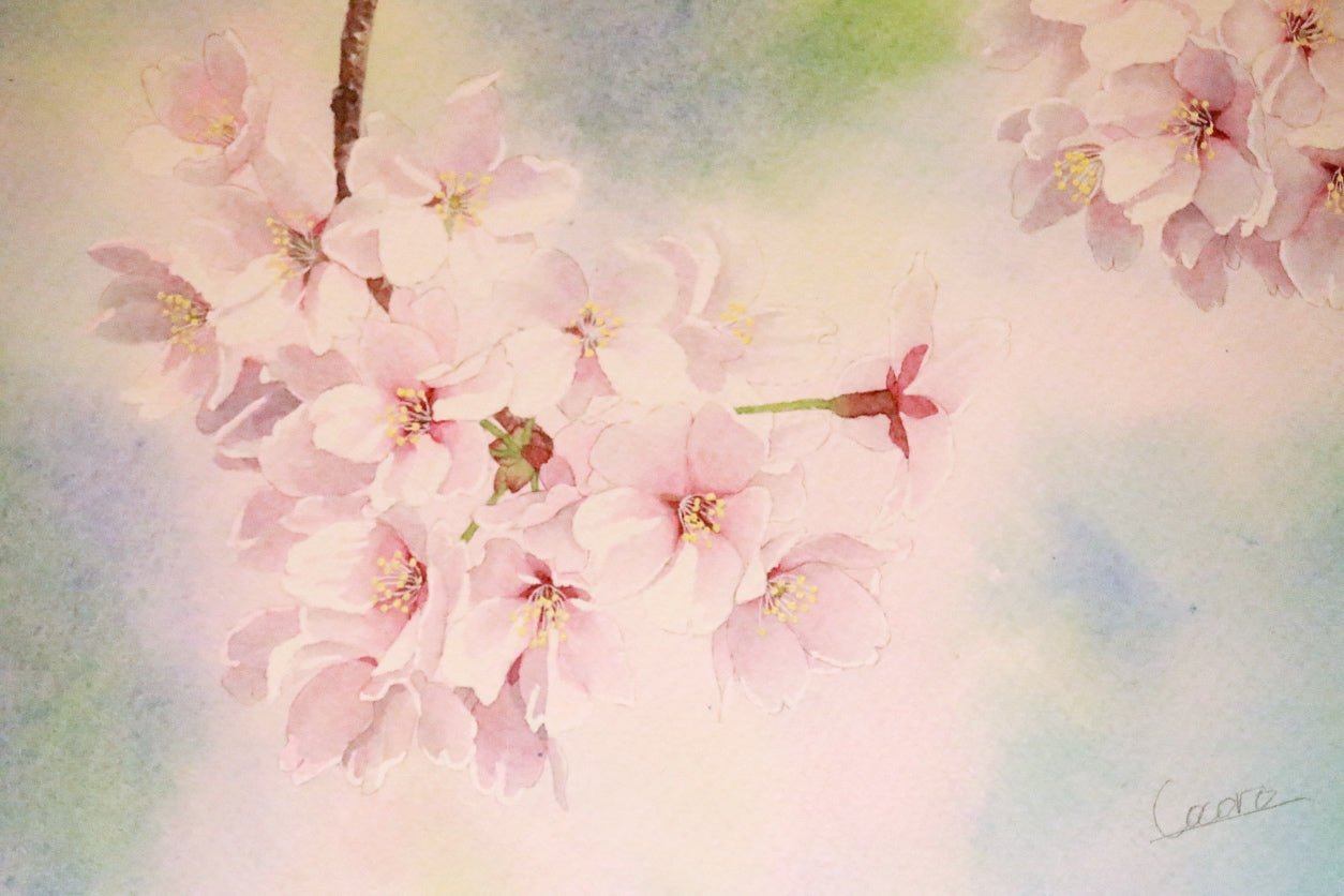 原画★桜　35.8×26.6cm