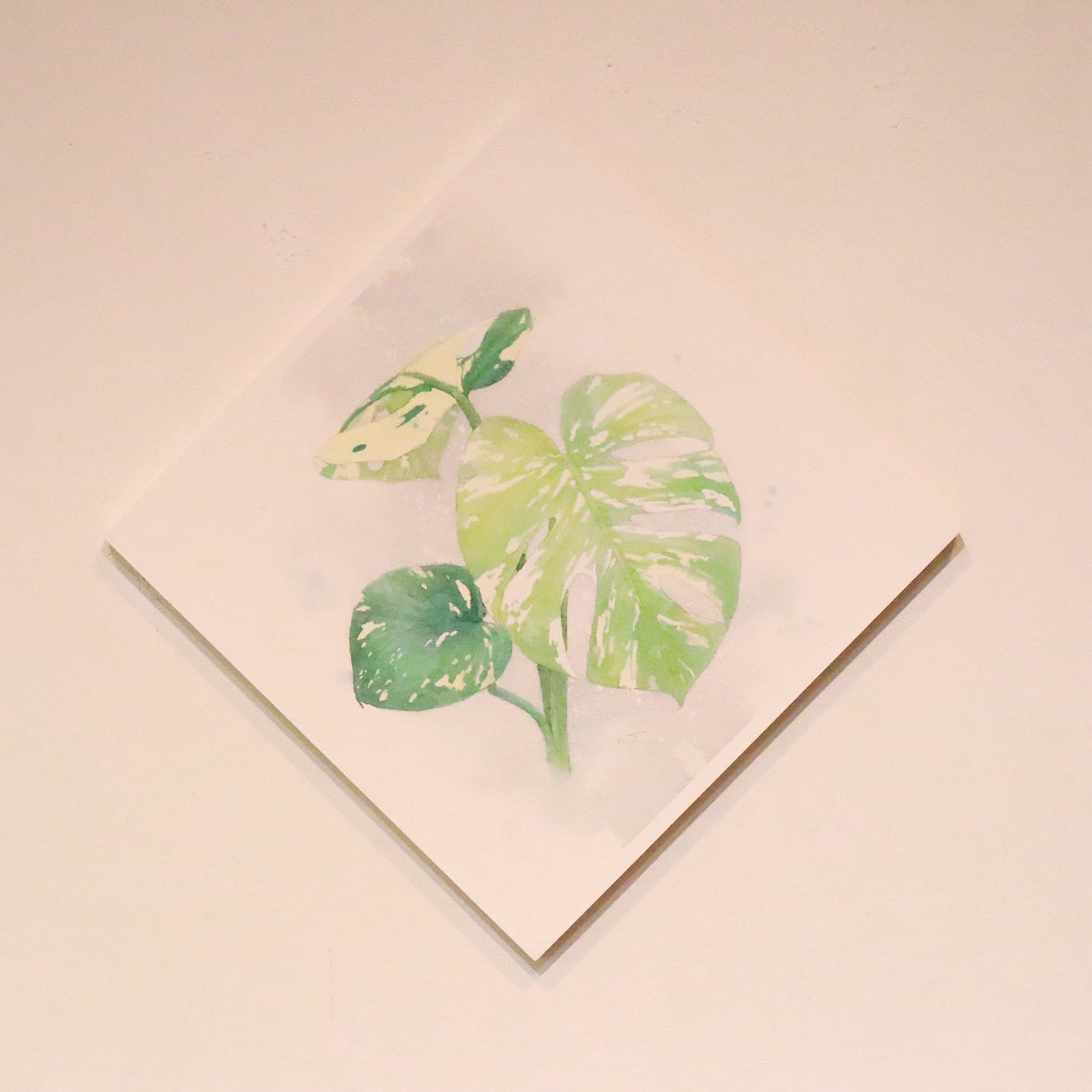 原画★モンステラ　20×20cm