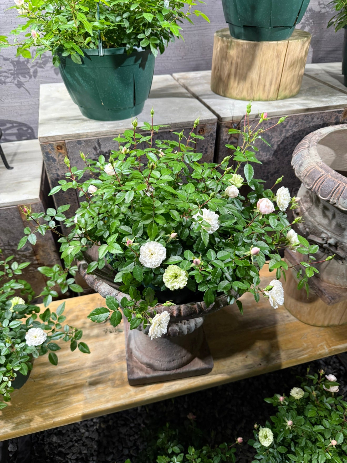 毎年恒例 岐阜ローズナカシマ生産 ミニバラグリーンアイス 5号鉢仕立て