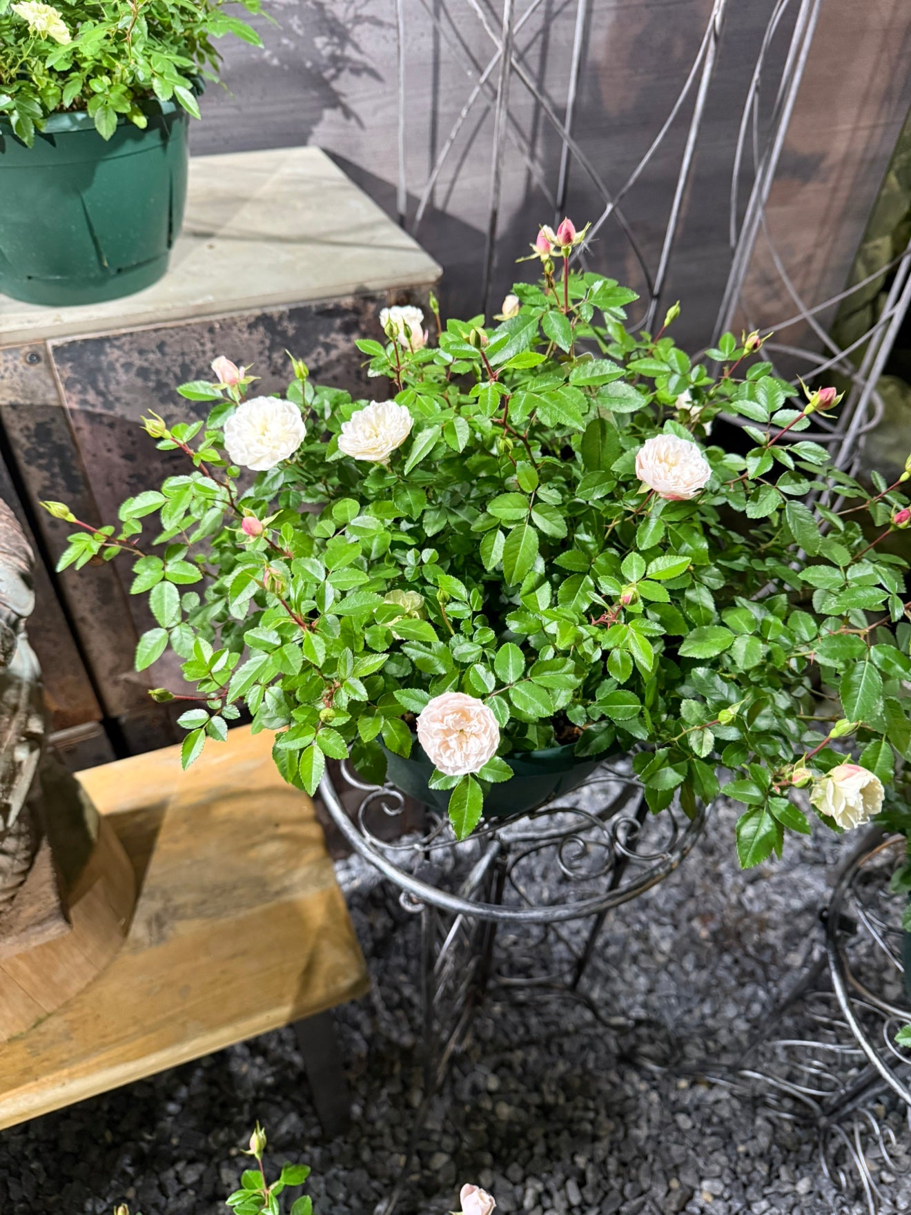 毎年恒例 岐阜ローズナカシマ生産 ミニバラグリーンアイス 5号鉢仕立て