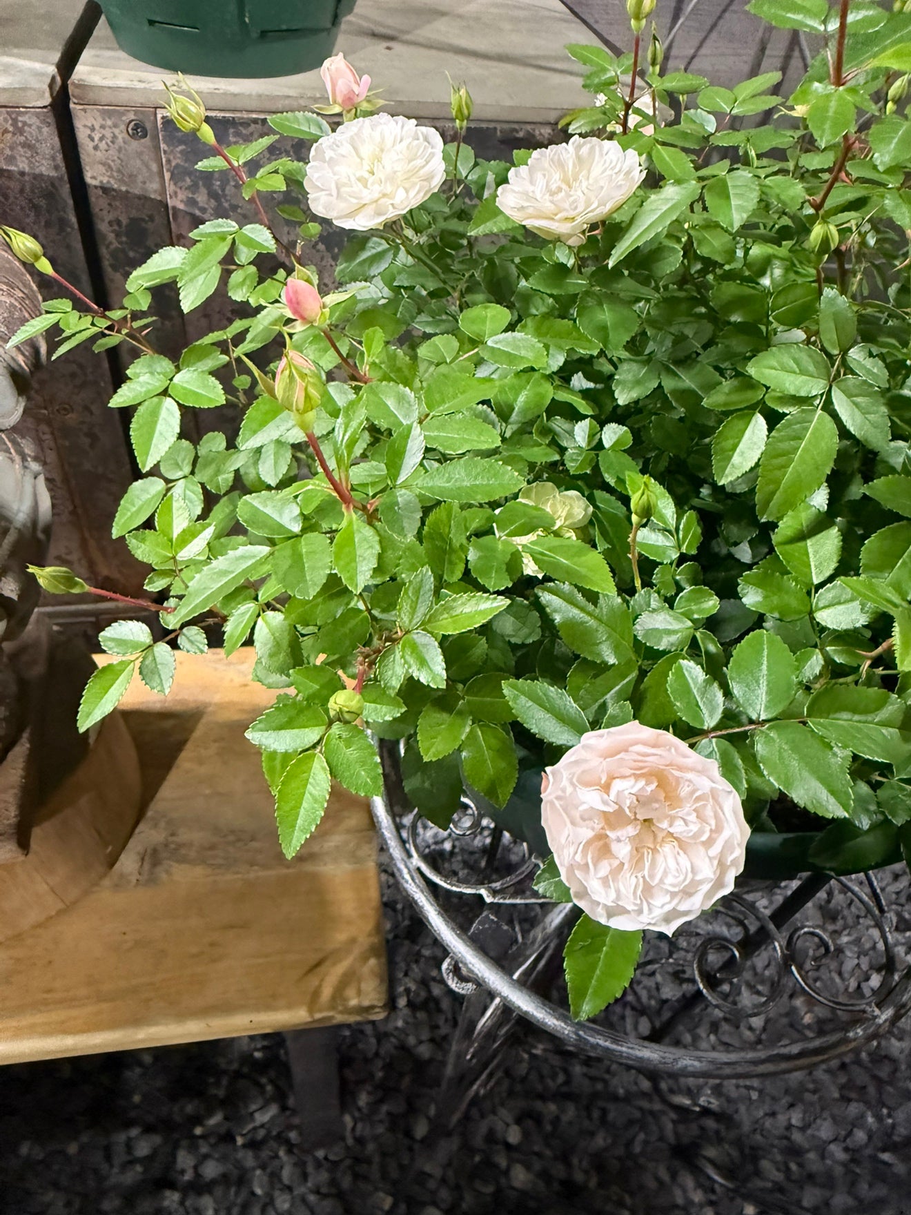 毎年恒例 岐阜ローズナカシマ生産 ミニバラグリーンアイス 5号鉢仕立て