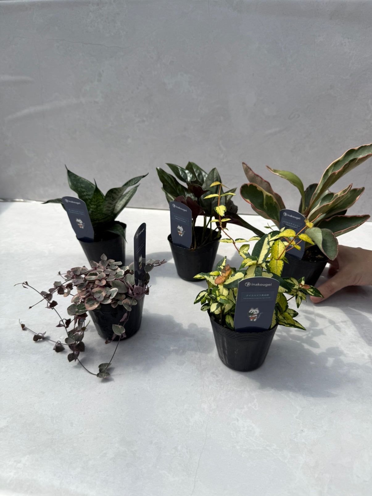 m*3様 特大 アロエ・ポリフェラ 大株 8号鉢 屋外OK Pickup 全ての商品 – 植物家族