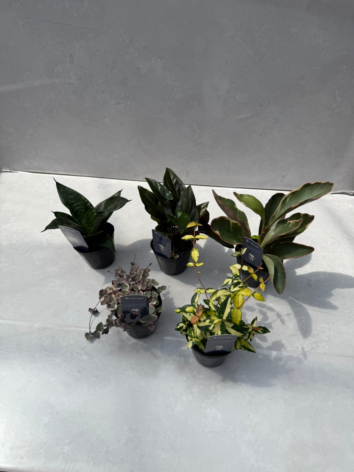 m*3様 特大 アロエ・ポリフェラ 大株 8号鉢 屋外OK Pickup 全ての商品 – 植物家族