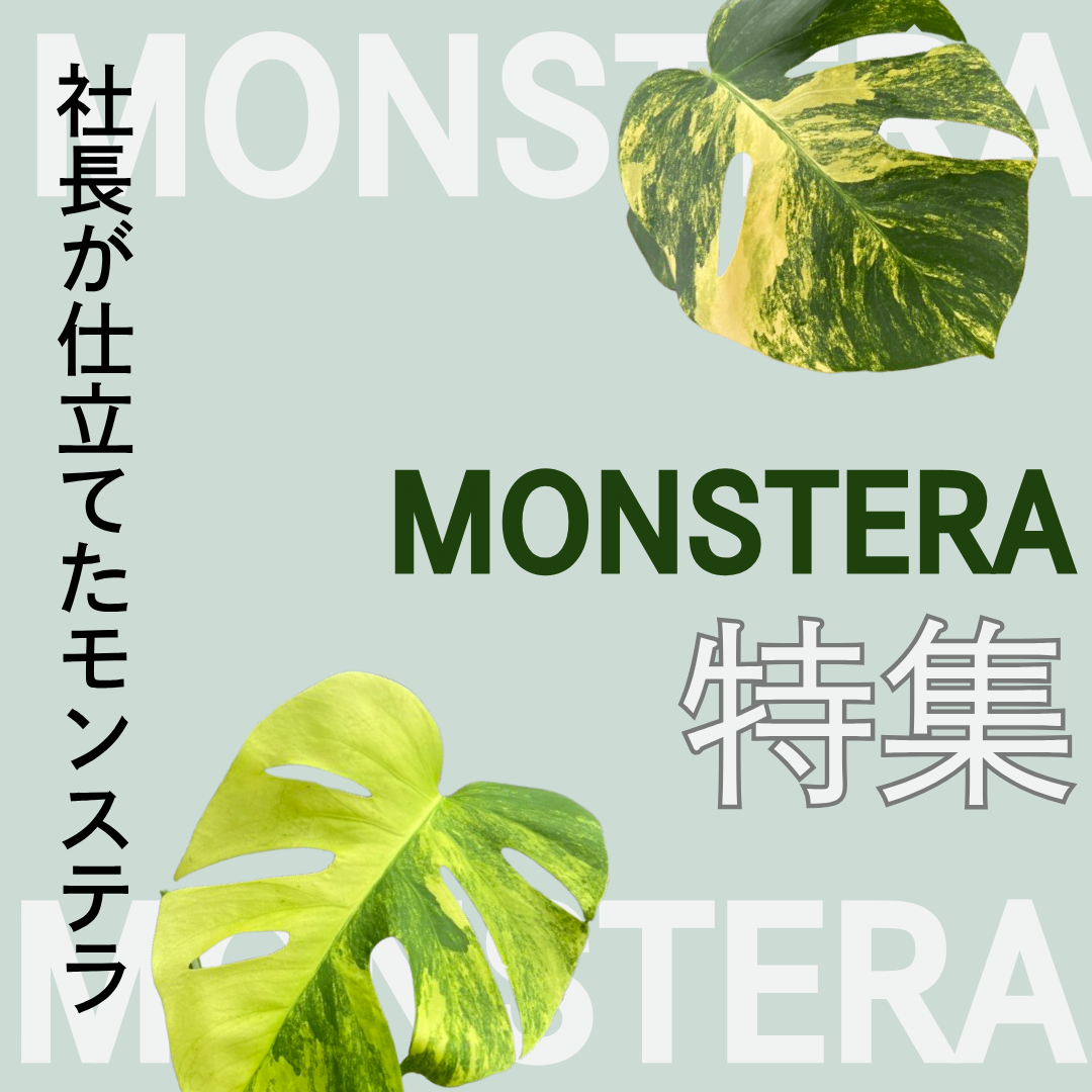 植物家族