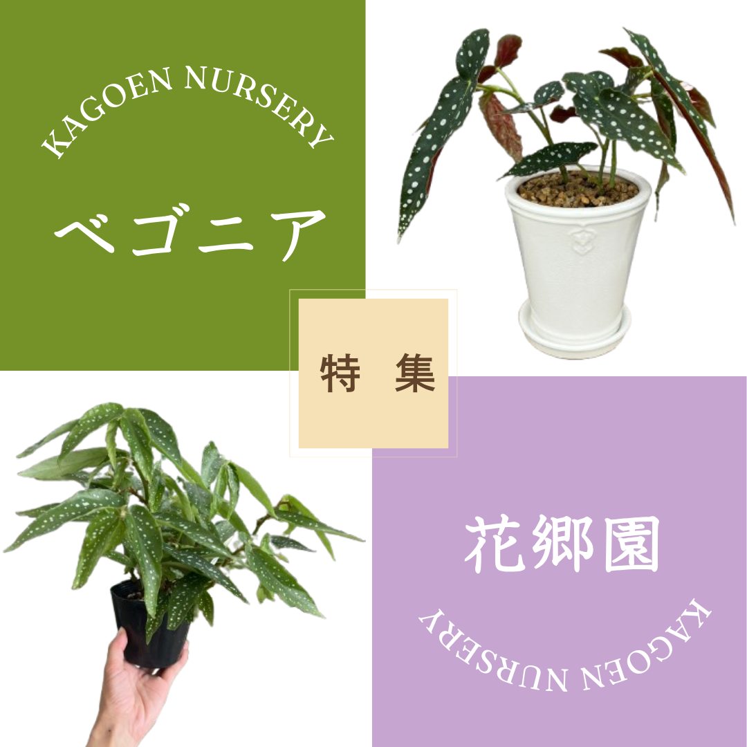 創業101年の歴史と情熱がつまった花郷園特選ベゴニア！