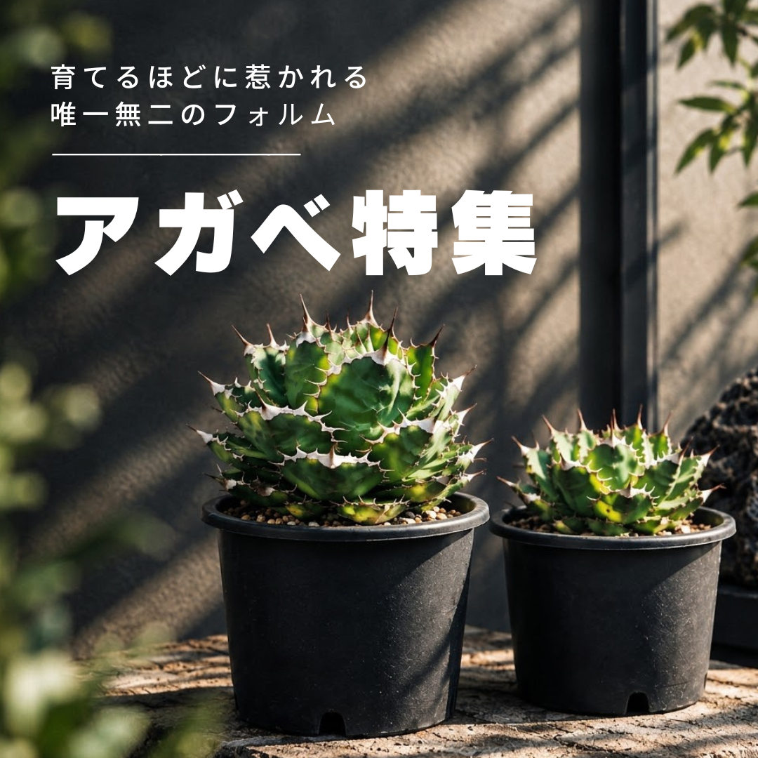鋭いトゲと美しいフォルムが魅力のアガベ！個性豊かな姿と、育てる楽しさをぜひお楽しみください★