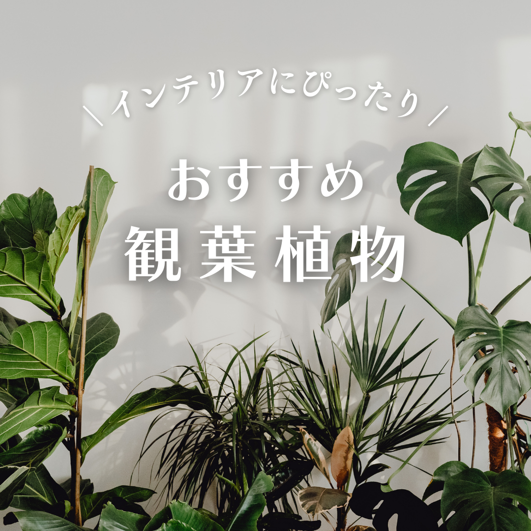 お部屋のインテリアにぴったり！お気に入りの観葉植物をお楽しみください