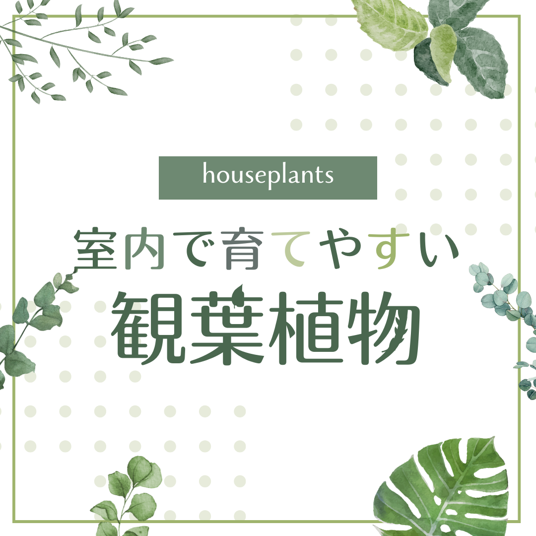 お部屋のインテリアにぴったり！お気に入りの観葉植物をお楽しみください