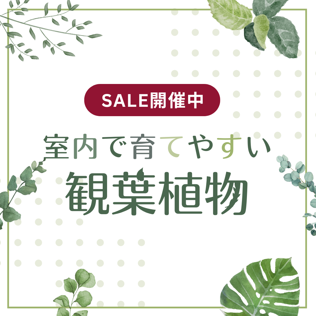 お気に入りのものがお安くなっているかも！ぜひチェックしてみてください！