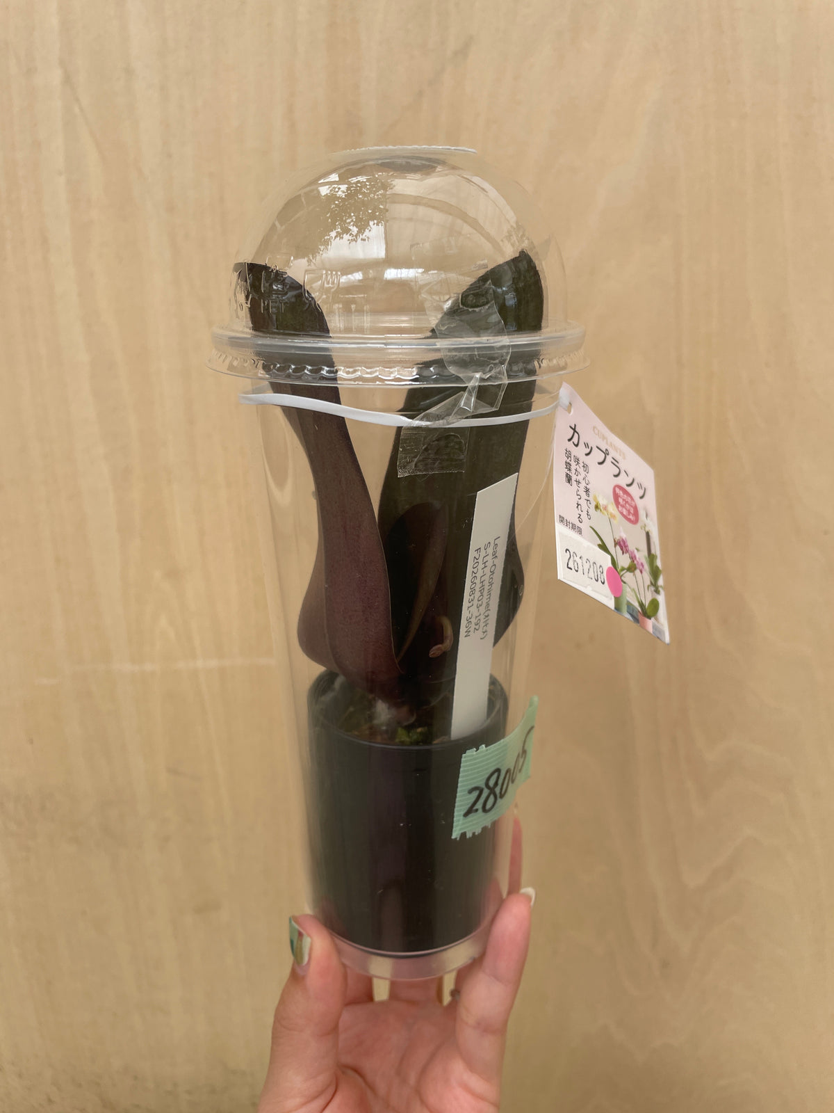 No.28005　コチョウラン　カップ入り