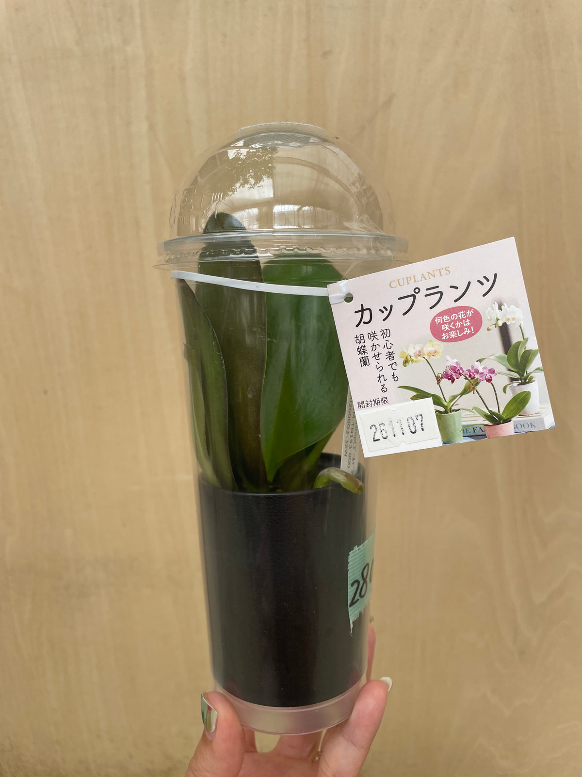 No.28006　コチョウラン　カップ入り
