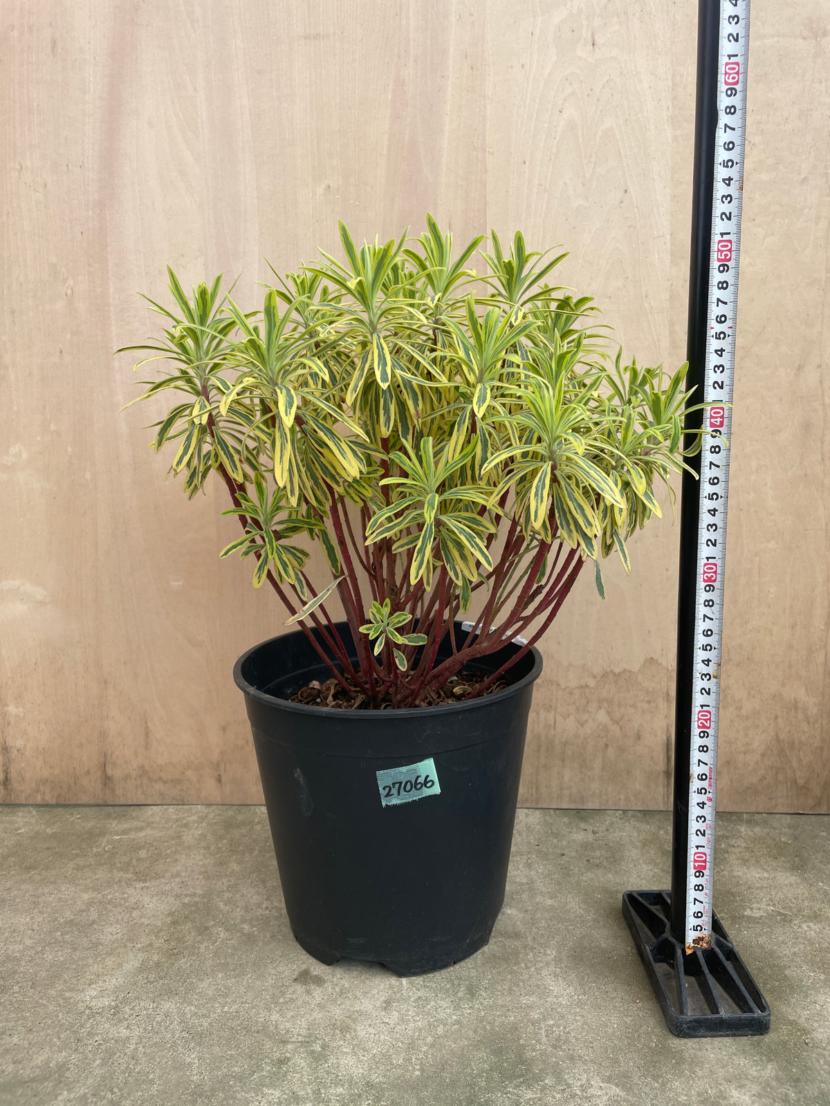 No.27066　ユーフォルビア　　ゴールデンレインボー　8号鉢