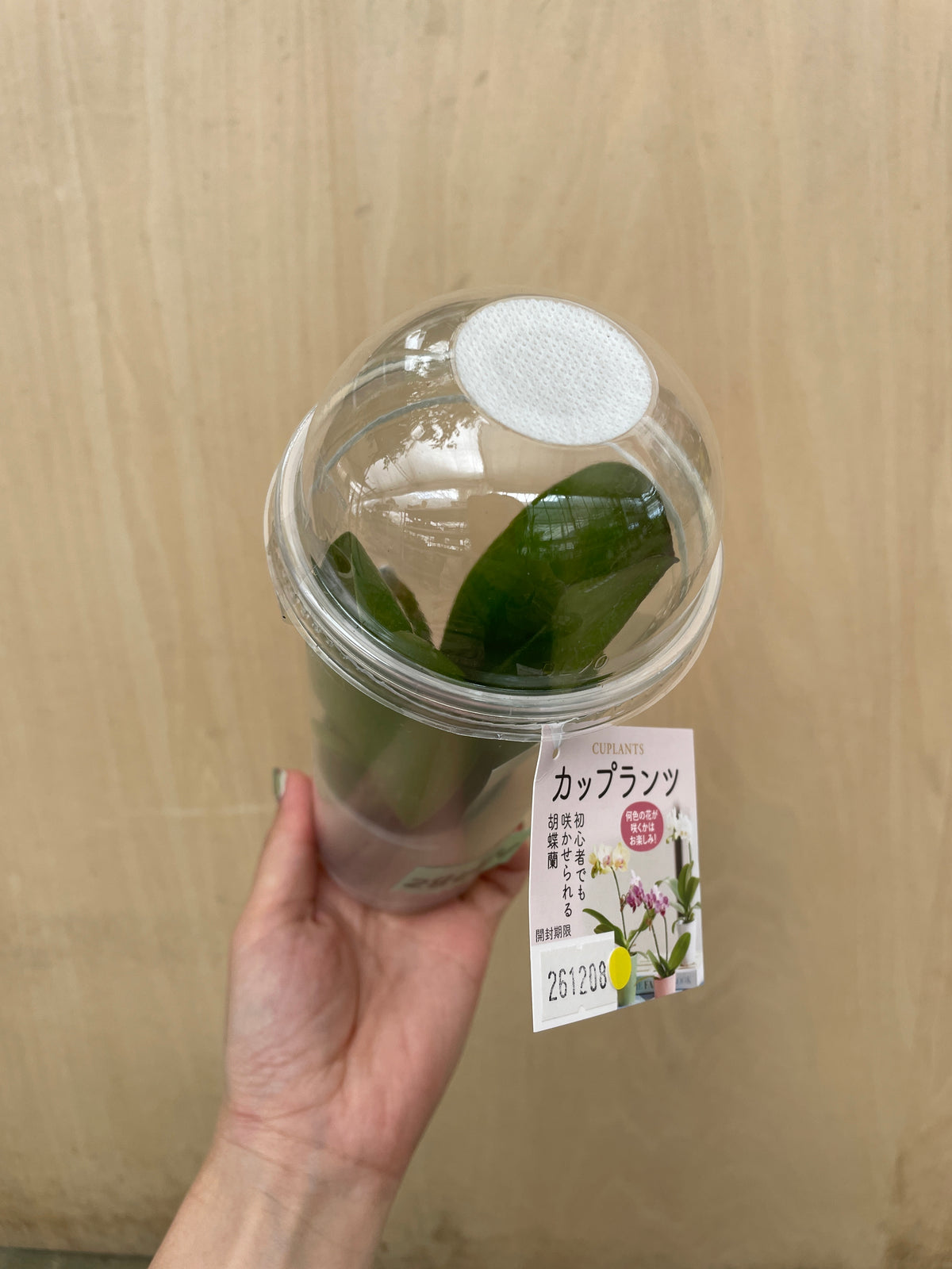 No.28004　コチョウラン　カップ入り