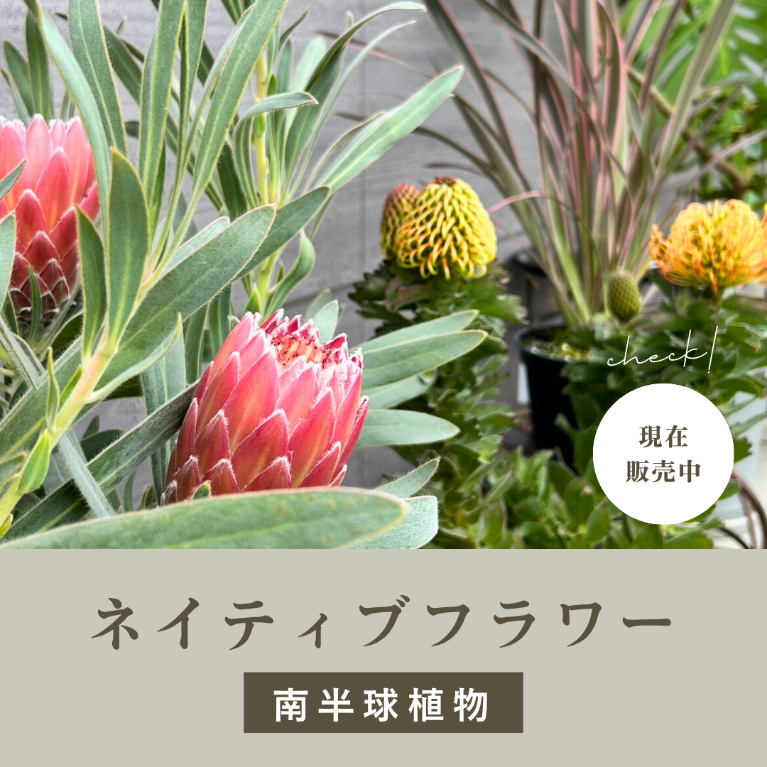 今の時期にピッタリ！乾燥に強いネイティブフラワー【南半球植物】