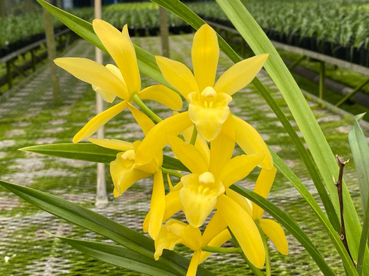 石田蘭園★和蘭　神龍爪　3号鉢　花無