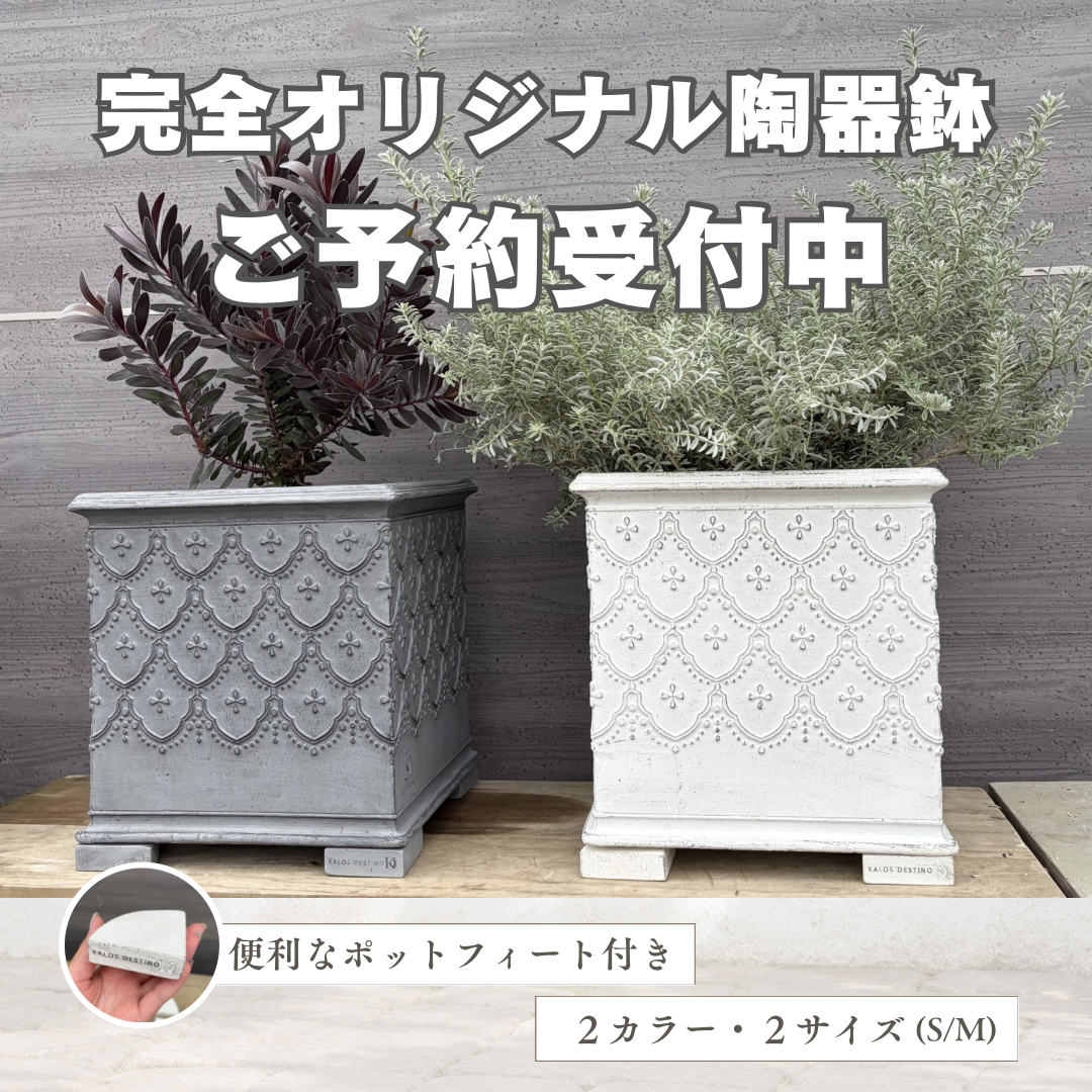植物家族 植物家族