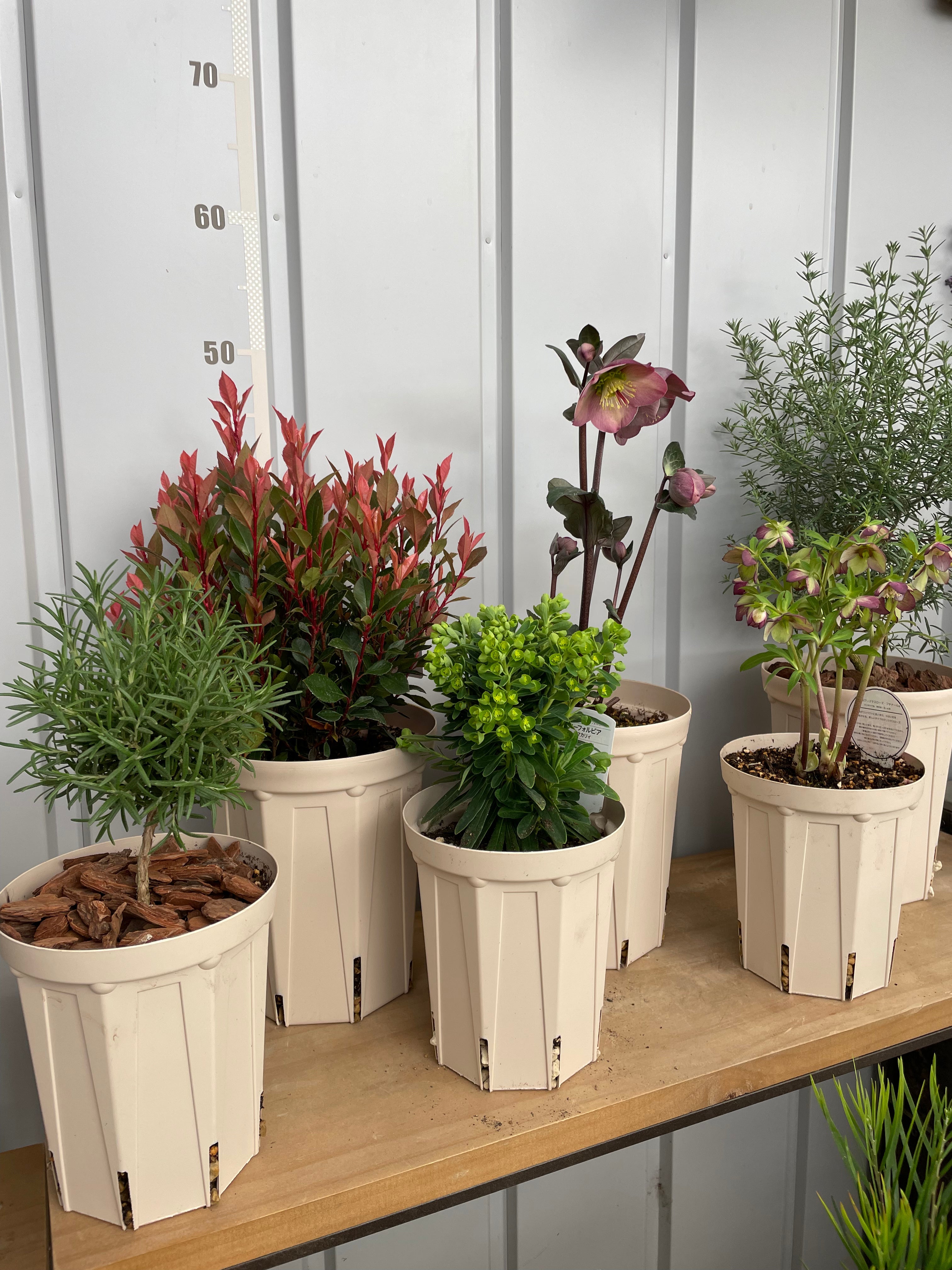 image_1df29e21-2099-49d0-8cc9-