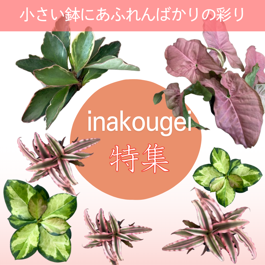 プランツショップ♡Nina フォロー割引適用価格 植物家族