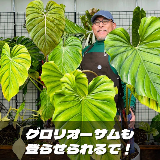ねこ型登り棒（30㎝タイプ）セット（ねこチップ・ねこの着生マット付）