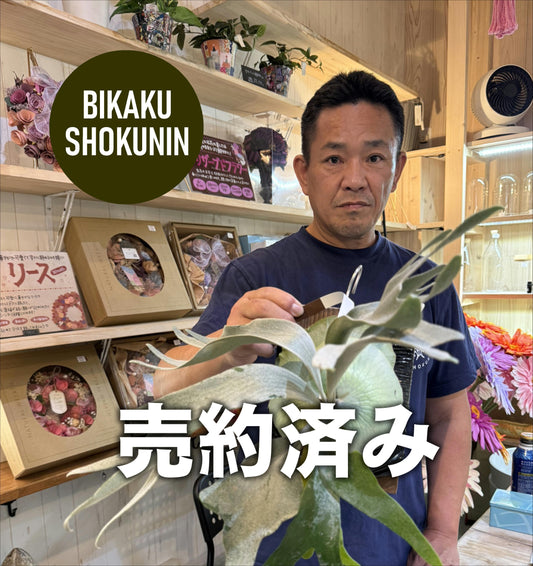 花屋HANAYA様売約★ビカクシダ　デラロッチャ　板付け