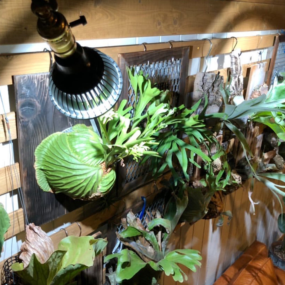 アマテラス育成ライト  塊根植物におすすめ – 植物家族