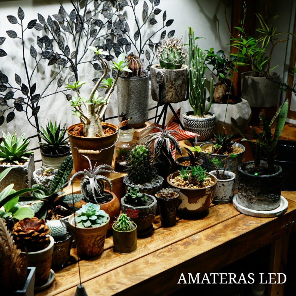 アマテラスLED育成ライト 20W 塊根植物におすすめ – 植物家族